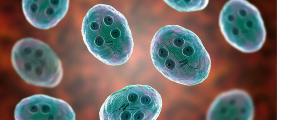 Giardia: Symptoms, Treatment & Prevention