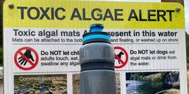 What Is Blue-Green Algae & Where Is It Found?